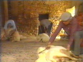 OVEJAS (7)
